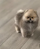 Winnie, a female Pomeranian for sale in Upper Darby, PA – 4 of 4