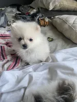 Snow white, a female Pomeranian for sale in Upper Darby, PA – 2 of 3