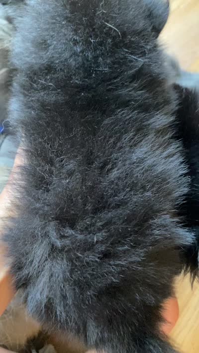 Magic, a male Pomeranian for sale in Upper Darby, PA – 9 of 10