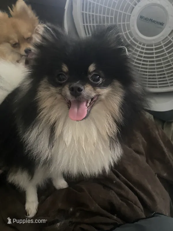 Star – Pomeranian puppy for sale in Upper Darby, PA
