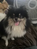 Star, a female Pomeranian for sale in Upper Darby, PA – 1 of 8
