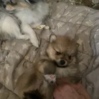 Bea, a female Pomeranian for sale in Upper Darby, PA – 5 of 6