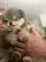 Teddy, a male Pomeranian for sale in Upper Darby, PA – 3 of 5