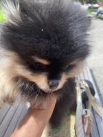 Stanley, a male Pomeranian for sale in Upper Darby, PA – 4 of 10
