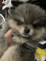 Teddy, a male Pomeranian for sale in Upper Darby, PA – 5 of 5