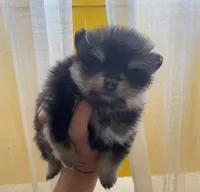 Misty, a male Pomeranian for sale in Upper Darby, PA – 5 of 8