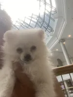 Snow white, a female Pomeranian for sale in Upper Darby, PA – 5 of 5