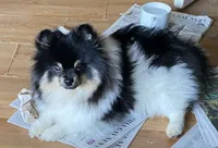 Sebastian , a male Pomeranian for sale in Upper Darby, PA – 1 of 7