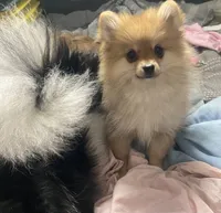 Bea, a female Pomeranian for sale in Upper Darby, PA – 3 of 6