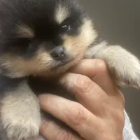 Magic, a male Pomeranian for sale in Upper Darby, PA – 1 of 10