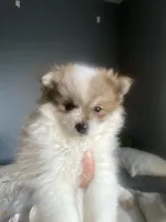 Matilda, a female Pomeranian for sale in Upper Darby, PA – 1 of 4