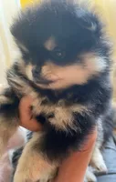 Magic, a male Pomeranian for sale in Upper Darby, PA – 6 of 10