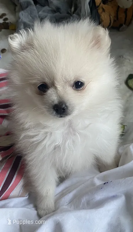 Snow white – Pomeranian puppy for sale in Upper Darby, PA