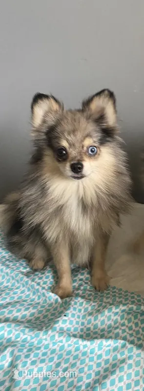 Bowie – Pomeranian puppy for sale in Upper Darby, PA