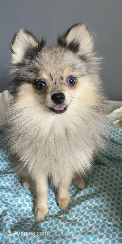 Roosevelt  – Pomeranian puppy for sale in Upper Darby, PA