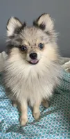 Roosevelt , a male Pomeranian for sale in Upper Darby, PA – 1 of 2