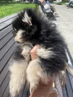 Stanley, a male Pomeranian for sale in Upper Darby, PA – 8 of 10