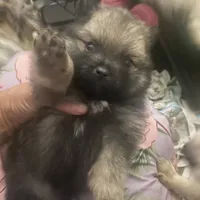 Teddy, a male Pomeranian for sale in Upper Darby, PA – 8 of 9