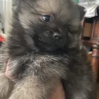 Teddy, a male Pomeranian for sale in Upper Darby, PA – 3 of 9