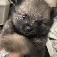 Teddy, a male Pomeranian for sale in Upper Darby, PA – 9 of 9