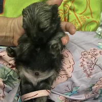 Teddy, a male Pomeranian for sale in Upper Darby, PA – 4 of 9