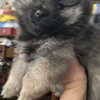 Teddy, a male Pomeranian for sale in Upper Darby, PA – 7 of 9
