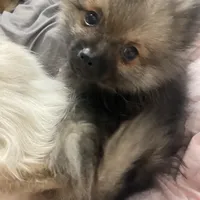 Teddy, a male Pomeranian for sale in Upper Darby, PA – 6 of 9