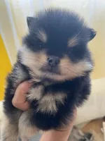 Magic, a male Pomeranian for sale in Upper Darby, PA – 5 of 10