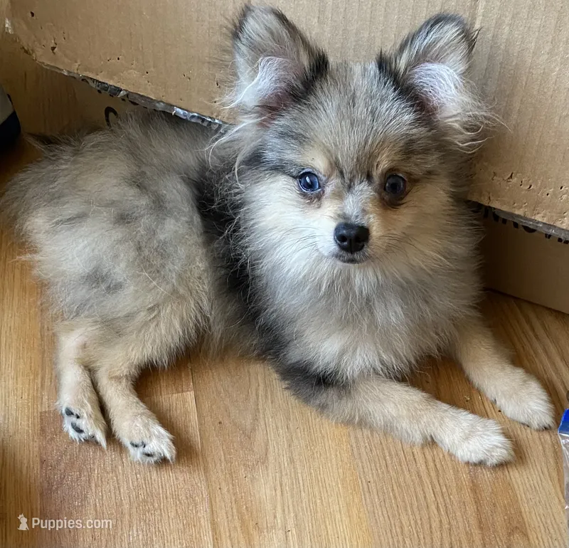 Roosevelt  – Pomeranian puppy for sale in Upper Darby, PA