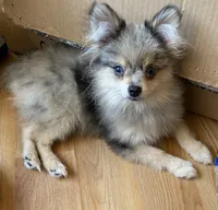Roosevelt , a male Pomeranian for sale in Upper Darby, PA – 1 of 7