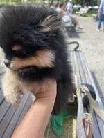 Stanley, a male Pomeranian for sale in Upper Darby, PA – 3 of 10