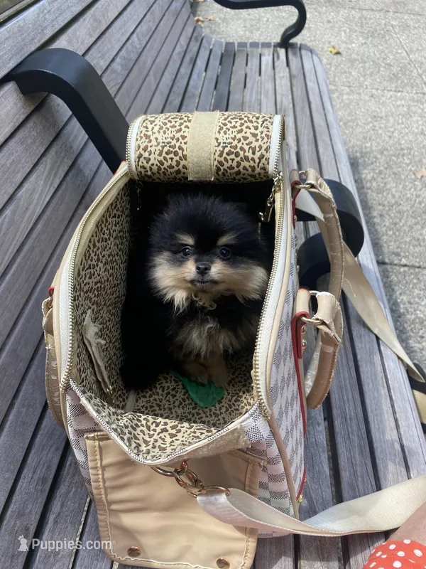 Stanley – Pomeranian puppy for sale in Upper Darby, PA