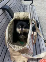 Stanley, a male Pomeranian for sale in Upper Darby, PA – 1 of 10