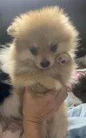 Bea, a female Pomeranian for sale in Upper Darby, PA – 2 of 6