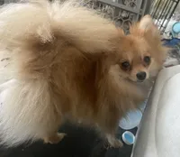 Bea, a female Pomeranian for sale in Upper Darby, PA – 1 of 4