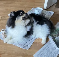 Sebastian, a male Pomeranian for sale in Upper Darby, PA – 10 of 10