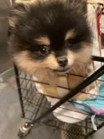 Stanley, a male Pomeranian for sale in Upper Darby, PA – 6 of 10