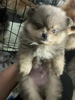 Teddy, a male Pomeranian for sale in Upper Darby, PA – 4 of 5