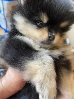 Magic, a male Pomeranian for sale in Upper Darby, PA – 7 of 10