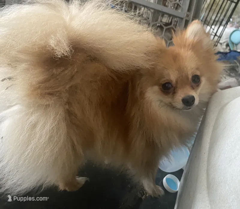 Bea – Pomeranian puppy for sale in Upper Darby, PA