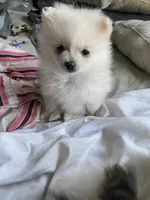 Snow white, a female Pomeranian for sale in Upper Darby, PA – 3 of 3