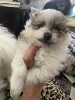 Matilda, a female Pomeranian for sale in Upper Darby, PA – 3 of 4