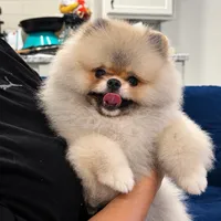Winnie, a female Pomeranian for sale in Upper Darby, PA – 2 of 4