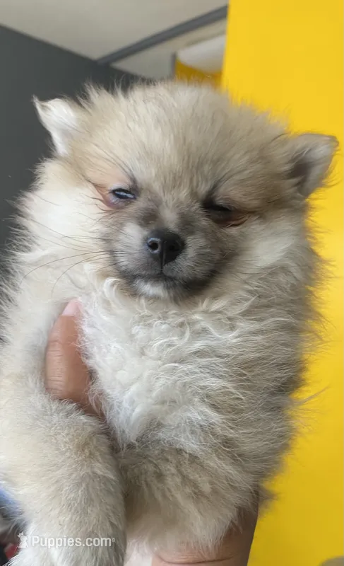 Jazz – Pomeranian puppy for sale in Upper Darby, PA