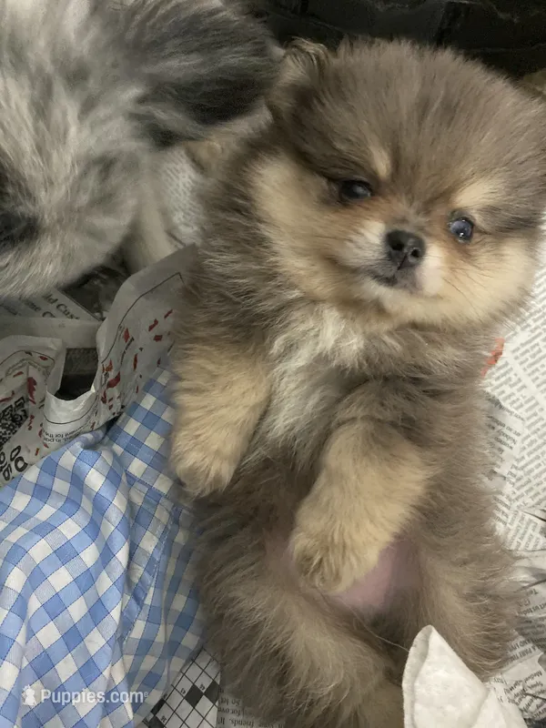 Teddy – Pomeranian puppy for sale in Upper Darby, PA