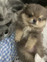 Teddy, a male Pomeranian for sale in Upper Darby, PA – 1 of 5