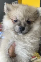 Jazz, a male Pomeranian for sale in Upper Darby, PA – 4 of 4