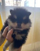Misty, a male Pomeranian for sale in Upper Darby, PA – 6 of 8