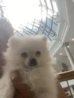 Snow white, a female Pomeranian for sale in Upper Darby, PA – 4 of 5