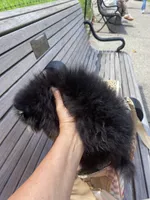 Stanley, a male Pomeranian for sale in Upper Darby, PA – 5 of 10